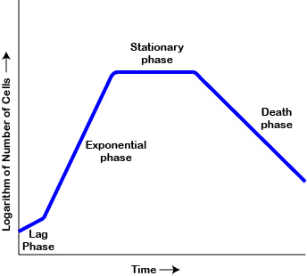 BIOL 230 Lecture Guide The Bacterial Growth Curve