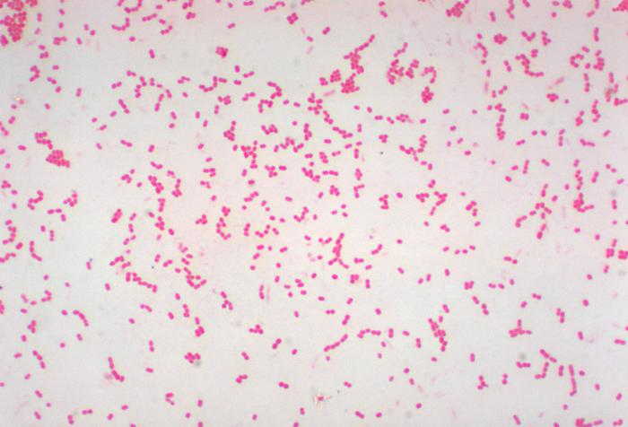 Staphylococcus aureus light microscopy. Morphology of Staphylococcus aureus  under the microscope. Micrograph of S.aureus, Gram stain. Gram-stained  smear from culture.