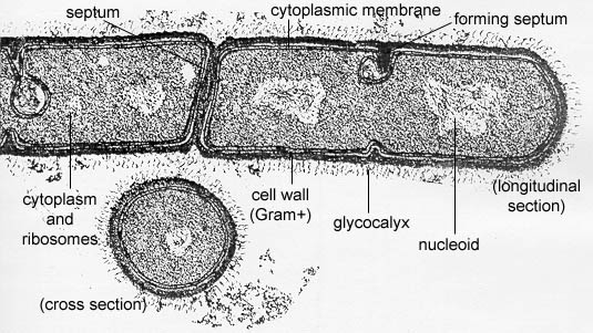 prokaryotic cell under light microscope