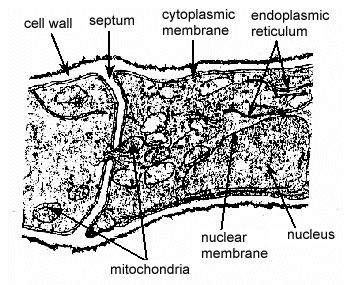 mold cell structure