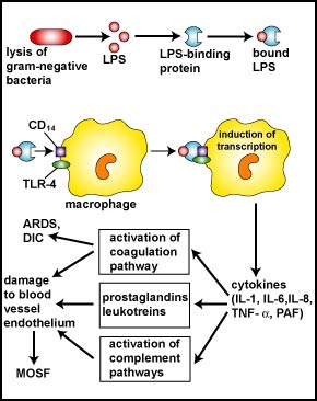 Illustration showing the harmful effects of lipopolysaccharide 
		  (LPS; endotoxin) released from the Gram-negative cell wall.