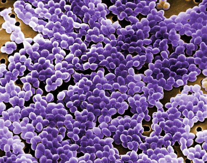  Scanning electron micrograph of sn <em>Enterococcus</em> species.