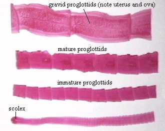 taenia gravid proglottid