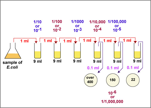 Illustration showing a practice plate count dilution problem, step 2.