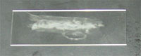 Photograph of an air dried smear of bacteria on a slide.