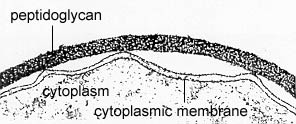 Electron micrograph of a Gram-positive cell wall.