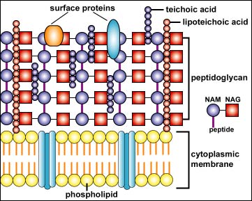 Illustration showing the structure of a Gram-positive cell wall.