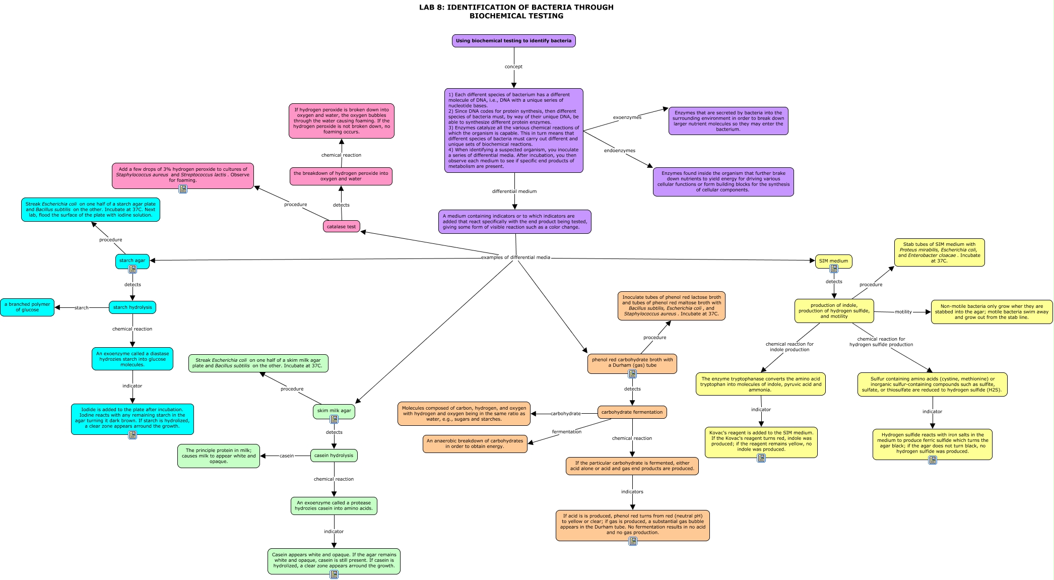 Biochemical Test and Identification of Staphylococcus aureus