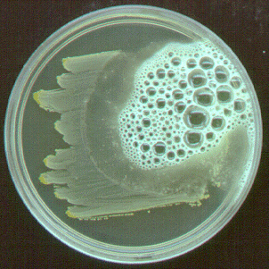 Photograph of a petri plate showing catalase-positive <EM>Staphylococcus 
    aureus</EM> as indicated by foaming after adding hydrogen peroxide.