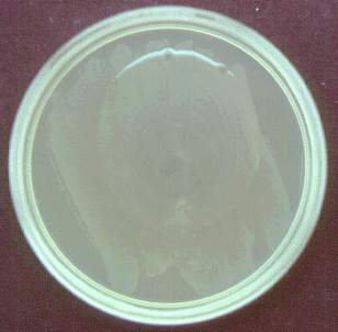 Photograph of a petri plate showing catalase-negative <EM>Streptococcus 
    lactis</EM> as indicated by no foaming after adding hydrogen peroxide.
