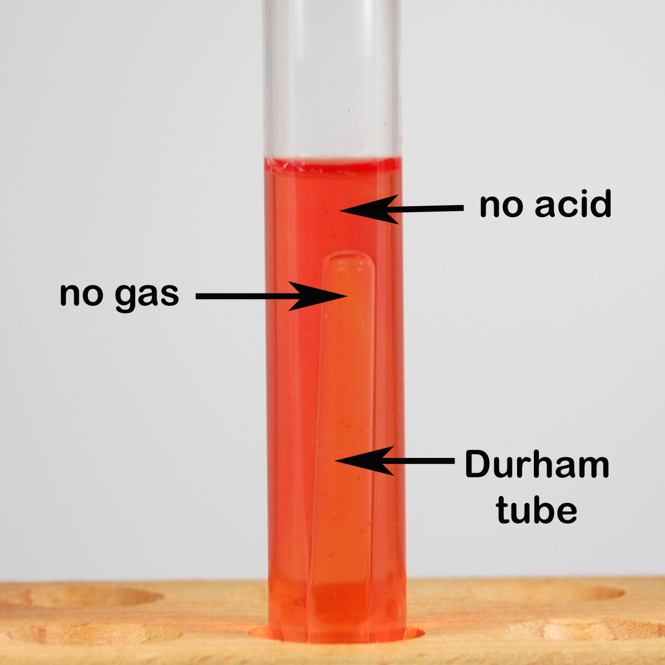 Photograph of an uninoculated fermentation tube show no acid or gas.