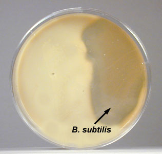 Photograph of a plate of skim milk agar showing hydrolysis of casein by <i>Bacillus subtilis</i>.
