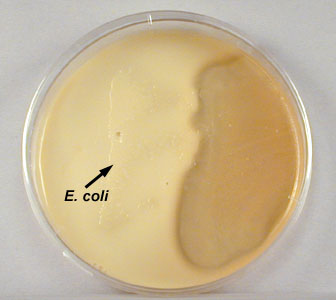 Photograph of a plate of skim milk agar showing no hydrolysis of casein by <i>Escherichia coli</i>.