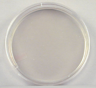 Photograph of an uninoculated plate of starch agar.