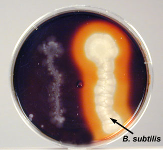 Photograph of a plate of starch agar showing hydrolysis of starch by <i>Bacillus subtilis</i>.