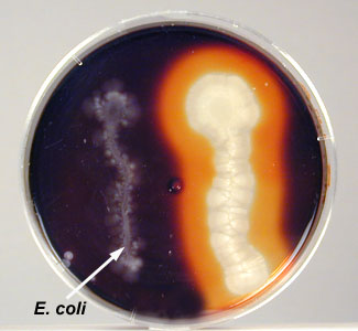 Photograph of a plate of starch agar showing no hydrolysis of starch by <i>Escherichia coli</i>.