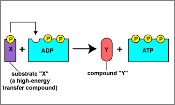 Substrate Level Phosphorylation