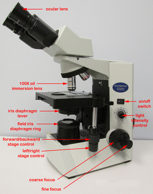 Photograph showing the right-hand side of an Olympus CX31 microscope with the parts labeled.