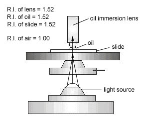 An illustration showing how immersion oil creates an optically homogeneous light path when using oil immersion microscopy.