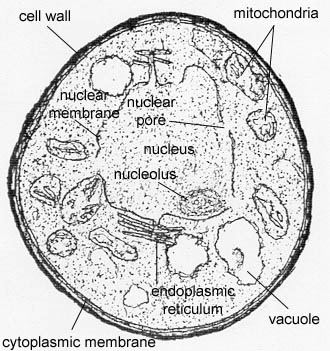 Transmission electron micrograph of <i>Candida albicans</i> showing labelled eukaryotic structures.