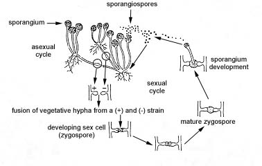 Illustration of the sexual reproduction of 
    <EM>Rhizopus</EM>.