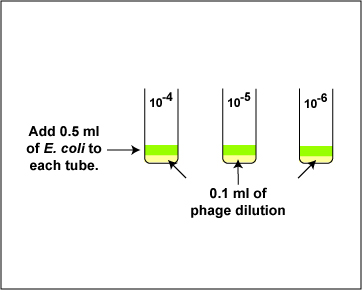 Illustration of how you will add the <EM>E.coli</EM> 
     to the diluted Coliphage T4 in the plaque count experiment today.