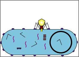 Illustration showing early replication during 
    the lytic life cycle of a lytic bacteriophage.