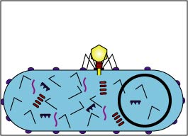 Illustration showing late replication during 
    the lytic life cycle of a lytic bacteriophage.