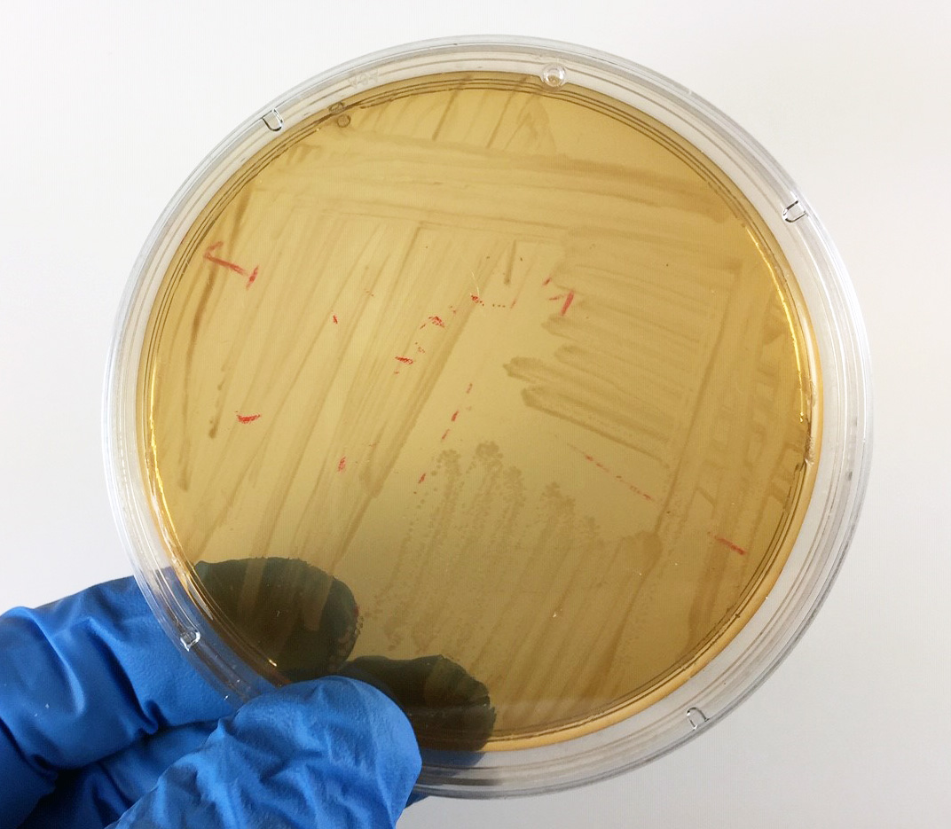 Photograph of <EM>Proteus mirabilis</EM> 
    growing on MacConkey agar showing no fermentation of lactose.