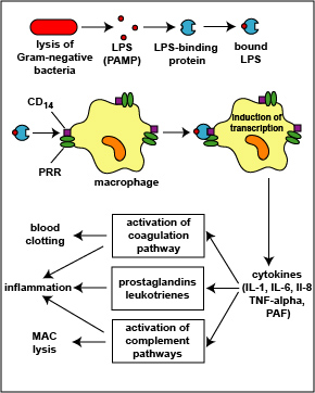 Illustration showing the physiologic action of 
   lipopolysaccharide (LPS) from the Gram-negative cell wall.