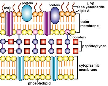 Illustration of the structure of a Gram-negative cell wall.