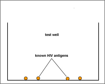 Illustration of known HIV antigens adsorbed to 
  a test well.