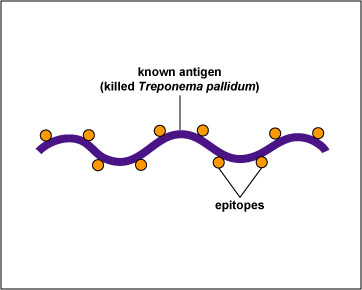 Illustration of an FTA test for syphilis showing <I>Treponema pallidum</I>, the known 
  antigen, fixed to a microscope slide.</font>