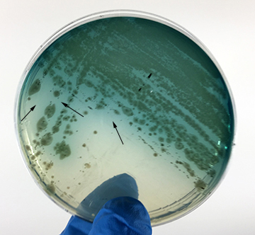 Photograph showing <I>Pseudomonas 
	  aeruginosa</I> growing on TSA.