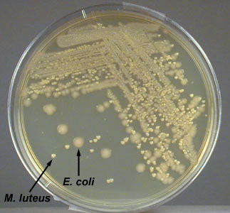 Photograph of an isolation plate showing a mixture of <i>Escherichia 
    coli</i> and <i>Micrococcus luteus</i> growing on TSA.