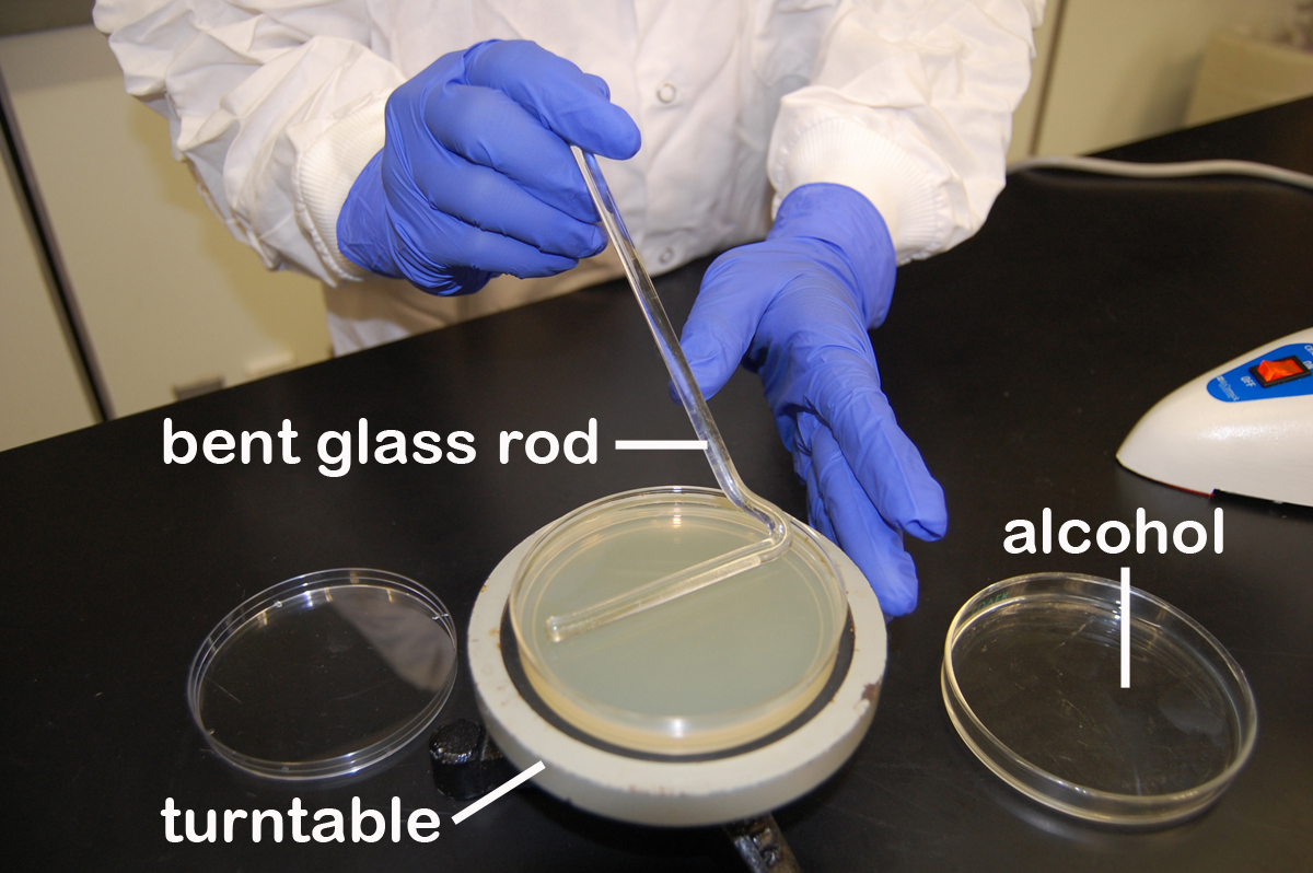 Photograph showing how to use a bent glass rod 
    and a turntable to spread a bacterial sample.