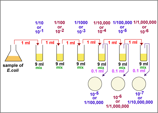 Illustration of the dilution we are doing in today's lab.