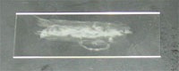 Photograph showing a slide with an air dried bacterial smear.