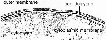 Electron micrograph of a Gram-negative cell wall.