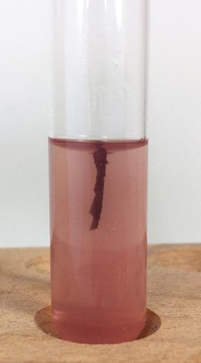 Photograph of a tube of motility test medium showing non-motile <i>Staphylococcus aureus</i>. Non-motile bacteria do not move away from the stab line. Heavy growth 
    appears only along the stab. The dark red color indicates where the bacteria are 
growing.
