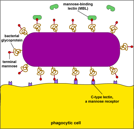 BIOL 230 Lecture Guide Recognition Of Bacteria Mannose By Mannose 