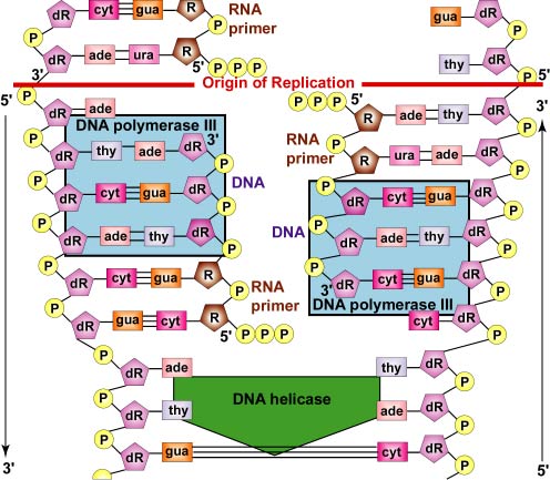 complementary base pairing rna