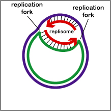 origin of replication bacteria
