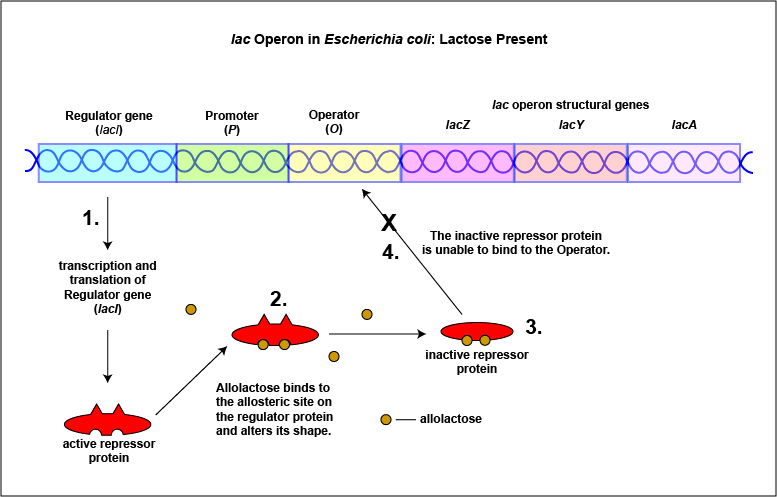 lac operon without lactose