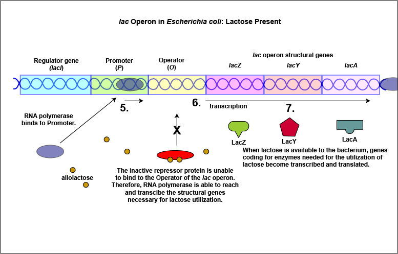 lac operon without lactose