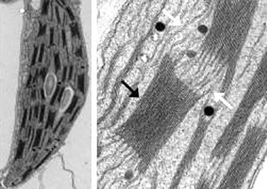 chloroplast micrograph