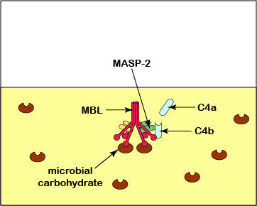 BIOL 230 Lecture Guide - Activation of C4 in the Lectin Pathway