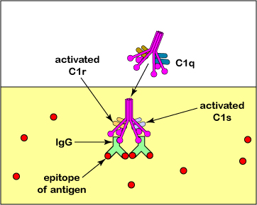 BIOL 230 Lecture Guide - The Classical Complement Pathway: Activation of C1