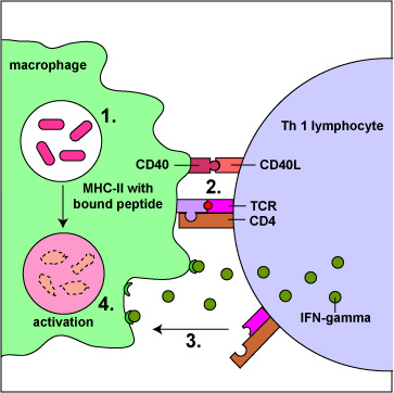 macrophages activation