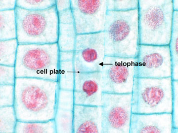 Telophase - Plant Cell